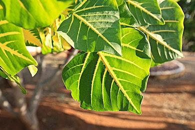 每周只能玩三小时！《王者荣耀》被大量未成年人打一星差评